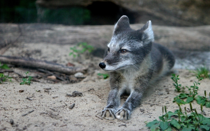 Крестовка лисица