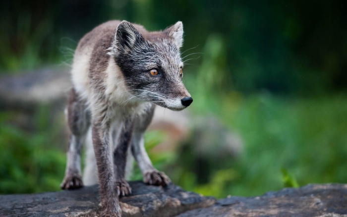 Arctic fox in summer