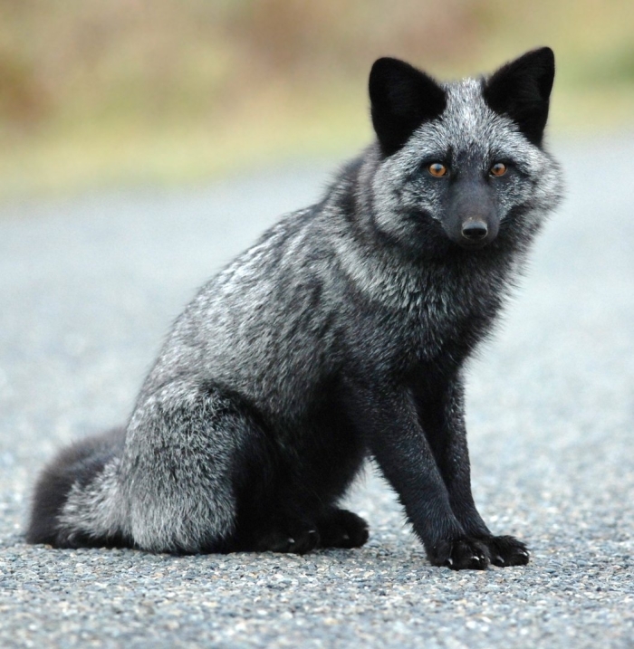 Чернобурая лиса