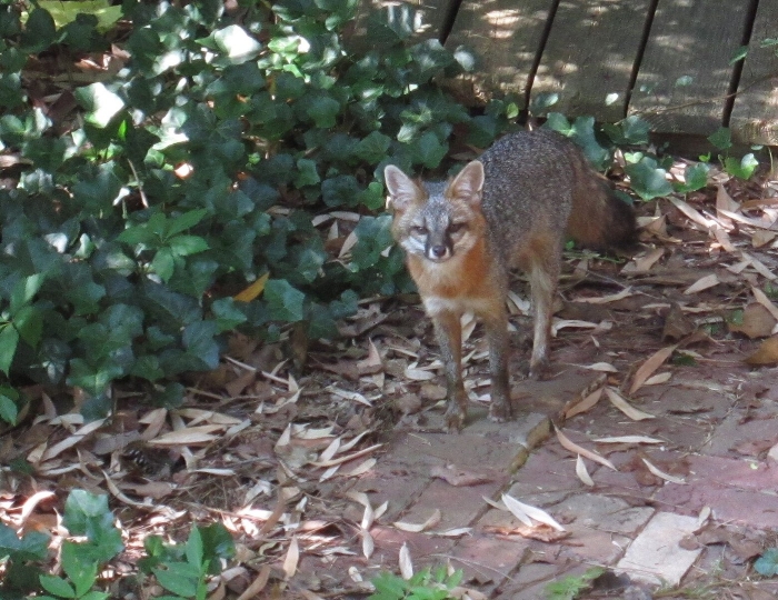 Серая лисица urocyon cinereoargenteus