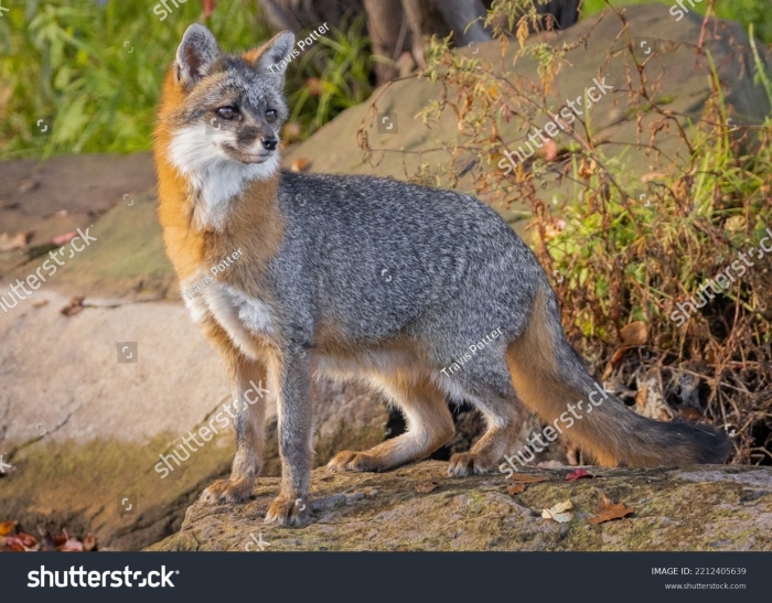Аргентинская серая лисица