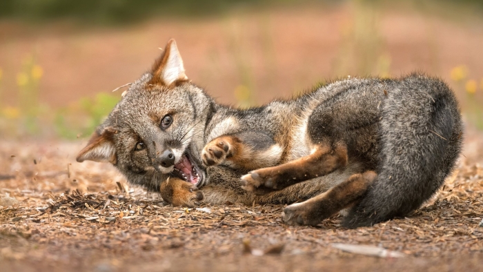 Фон для рабочего стола лиса