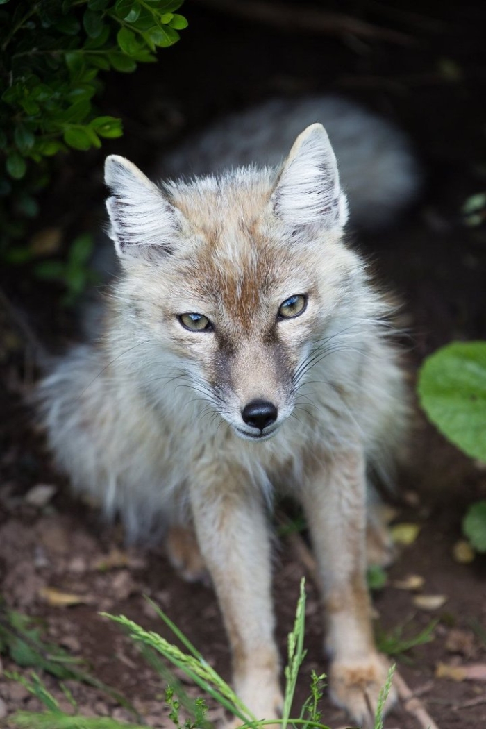 Корсак лиса