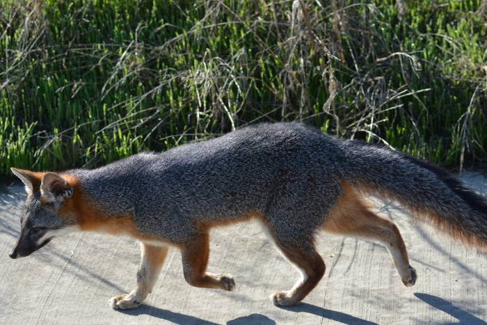 Urocyon cinereoargenteus