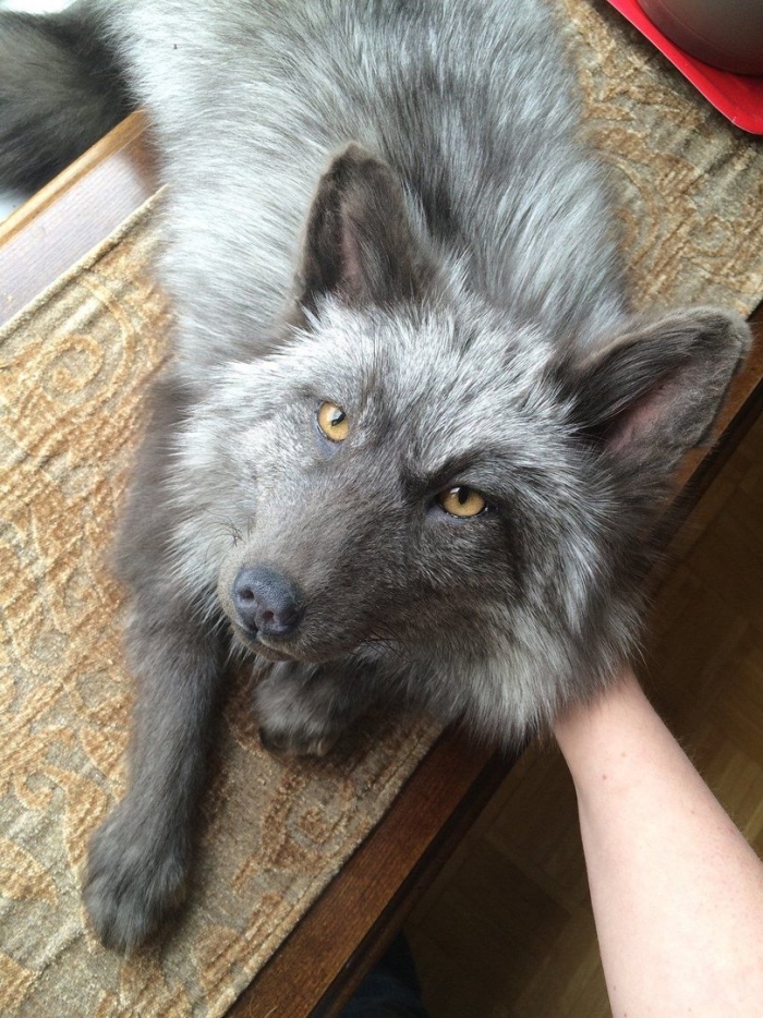 Чернобурая лисица