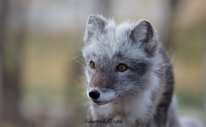 Серая лисица