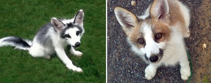 Канадская мраморная лисица