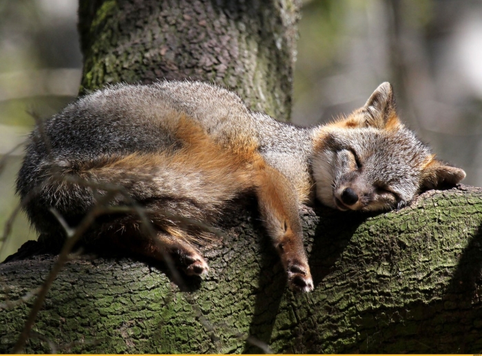 Секуранская лисица