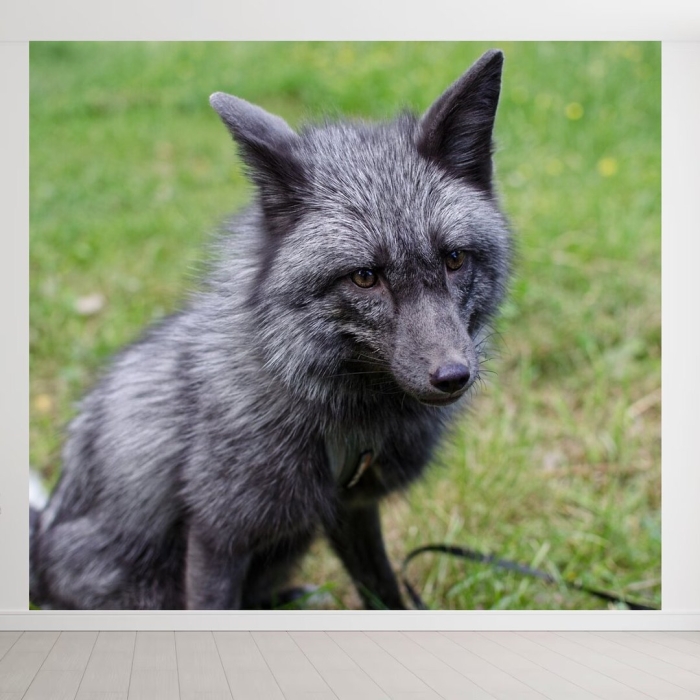 Лиса чернобурка