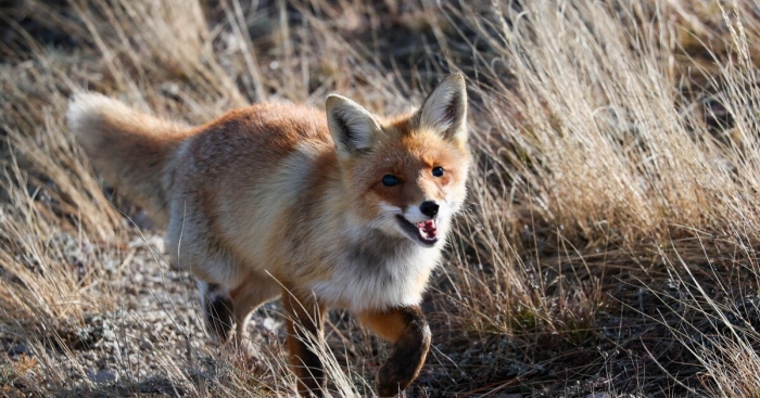 Караганка лиса