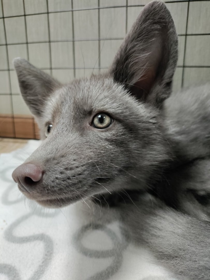 Лиса коликотт