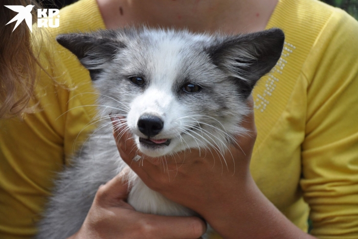 Одомашненные лисы беляева