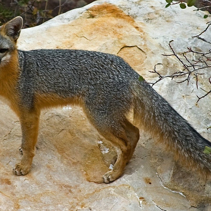 Южноамериканская лисица