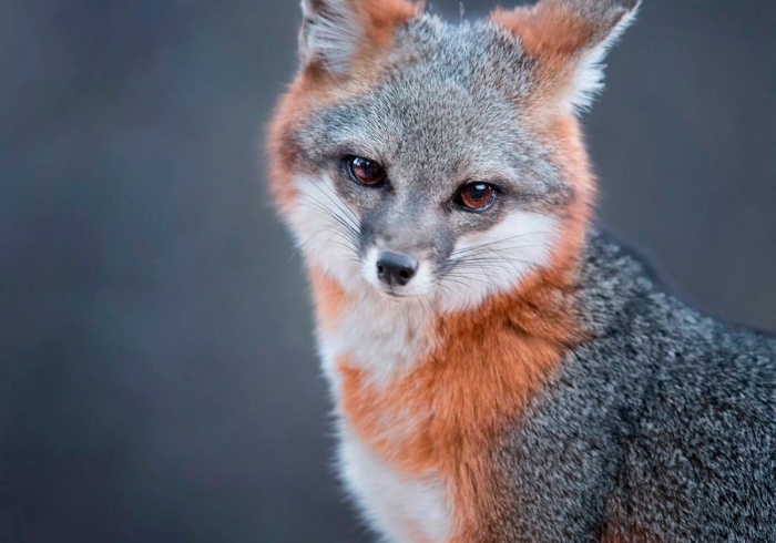 Островная серая лисица