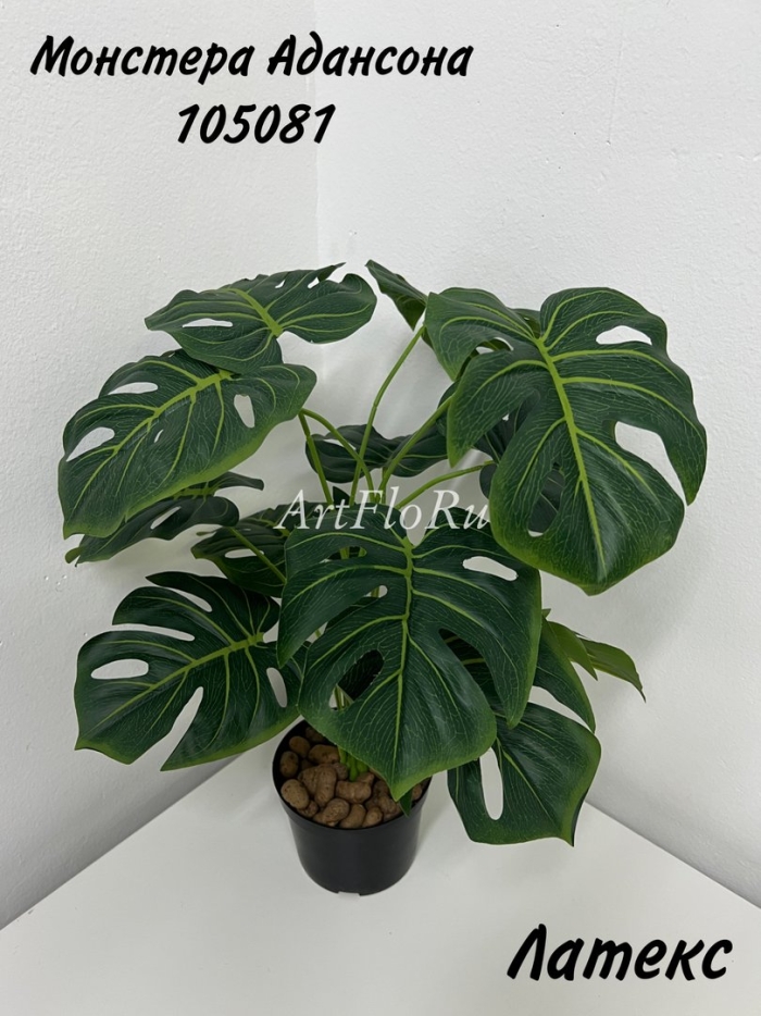 Монстера адансона