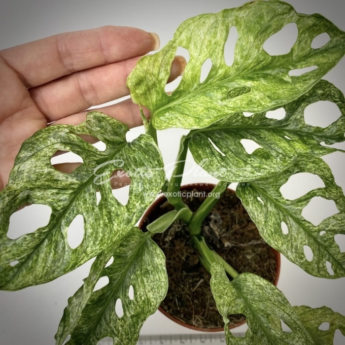 Монстера адансона вариегатная