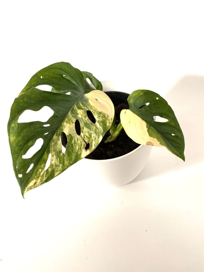 Монстера адансона monstera adansonii