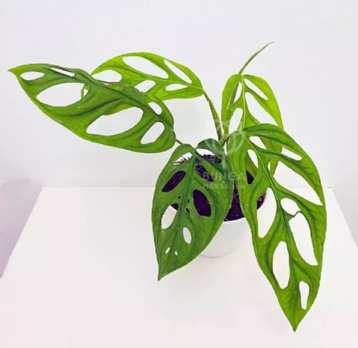 Монстера obliqua (monstera)