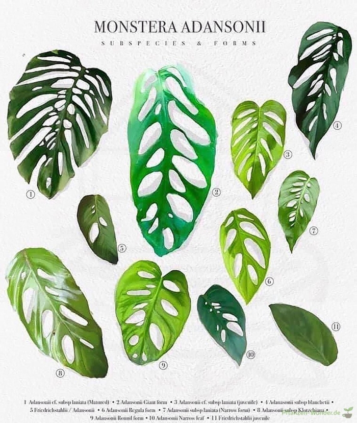 Монстера адансона минт
