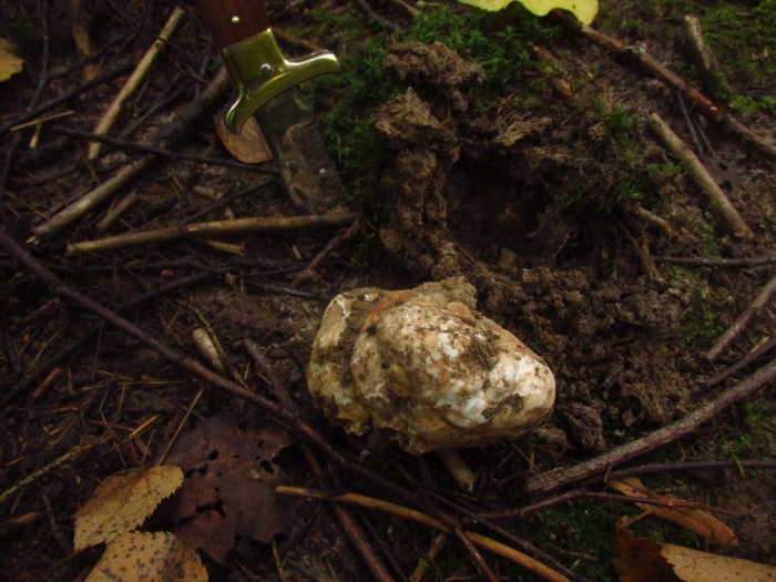 Гриб трюфель