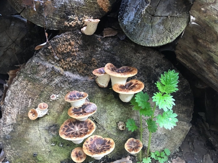 Трутовик чешуйчатый пестрец