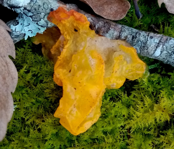 Дрожалка оранжевая tremella mesenterica
