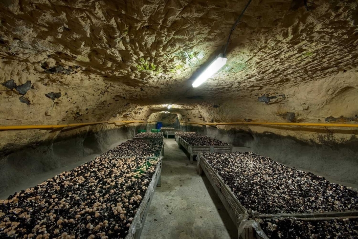 Грибная ферма шампиньоны