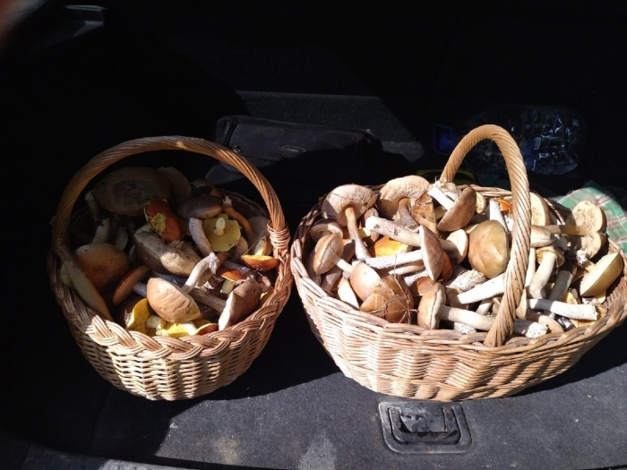 Лукошко с грибами