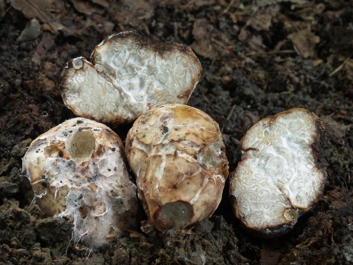 Ложный трюфель гриб