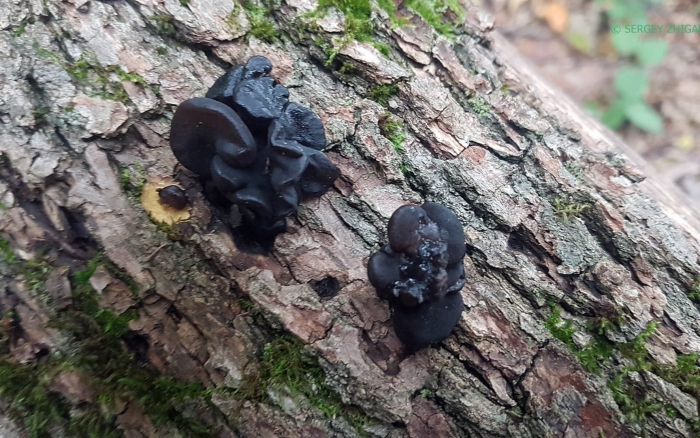 Эксидия железистая