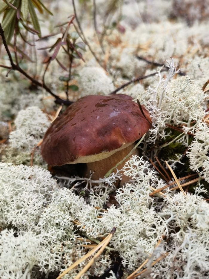 Грибы в ягеле мурманск
