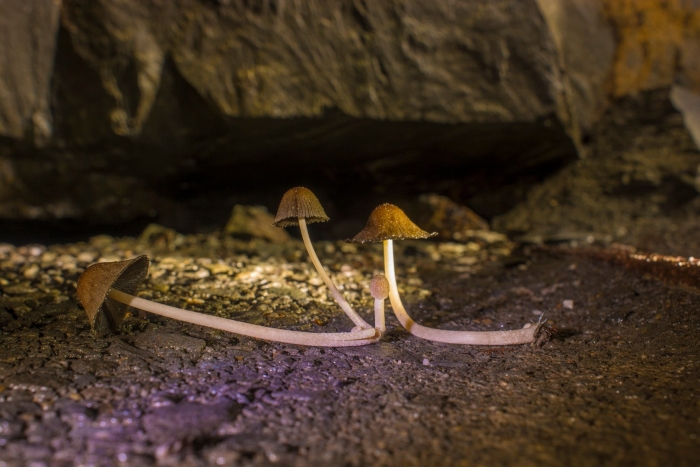 Подземные грибы