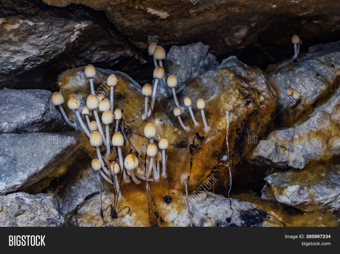 Fungi coprinellus грибы