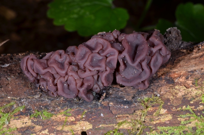 Ascocoryne sarcoides