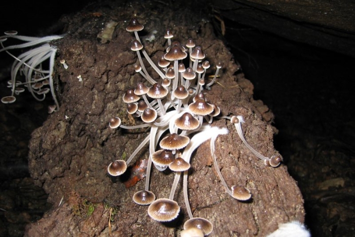Psilocybe cubensis