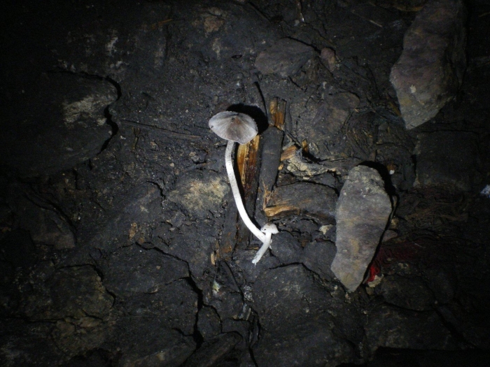Psilocybe panaeolus