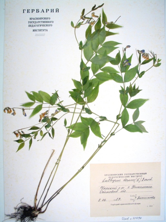 Чина весенняя гербарий