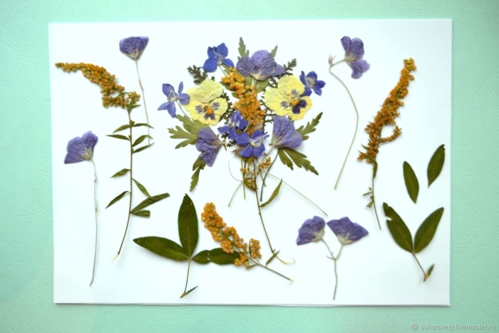 Гербарии п шеффер