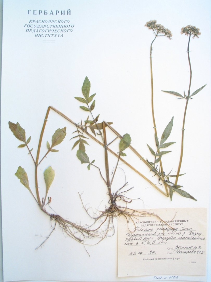 Valeriana officinalis гербарий