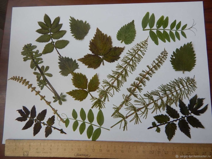 Кассия остролистная гербарий