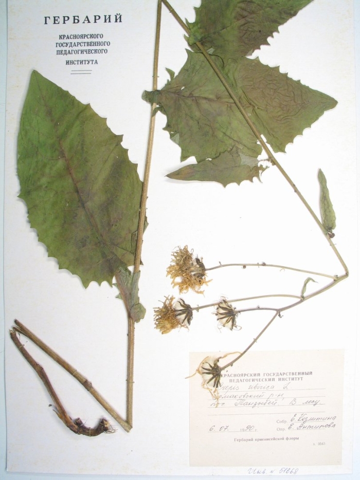 Гербарий древесных растений