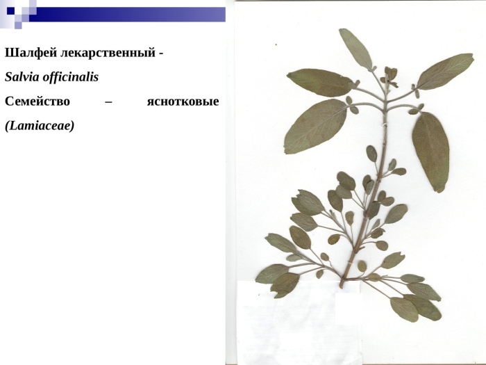 Шалфей лекарственный гербарий