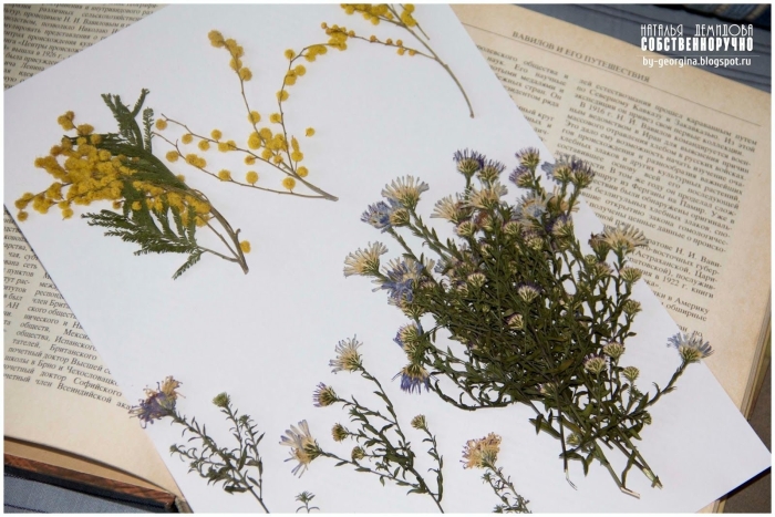 Софора толстоплодная гербарий