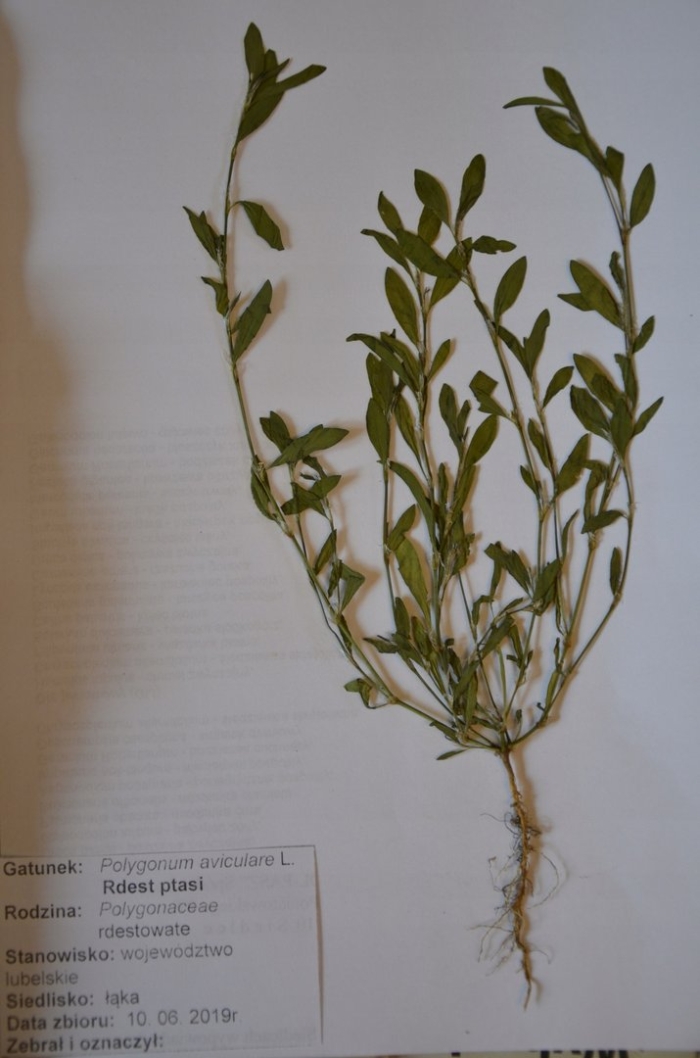 Горец птичий гербарий спорыш