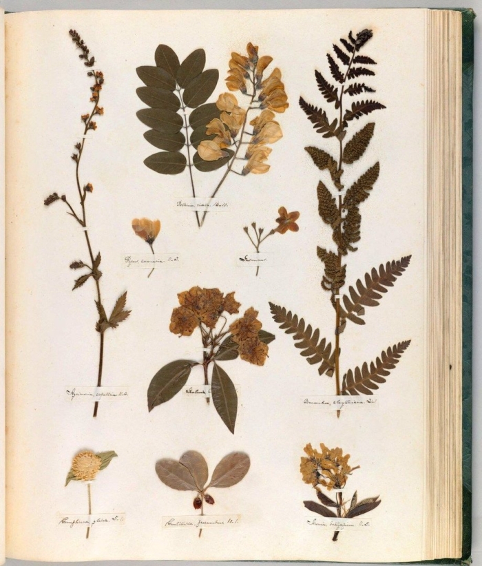 Коллекция академика георга форстера гербарий