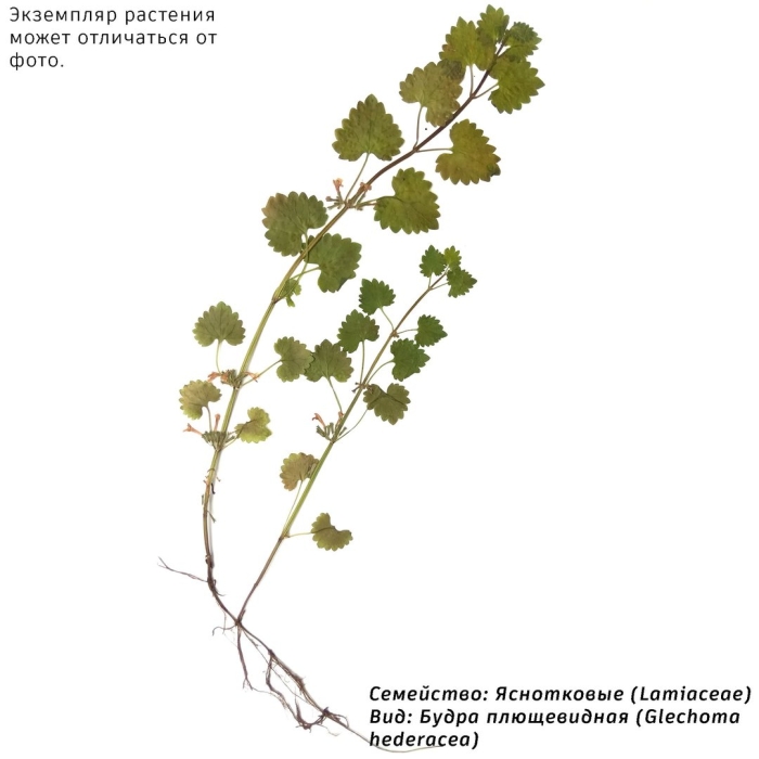 Glechoma hederacea гербарий