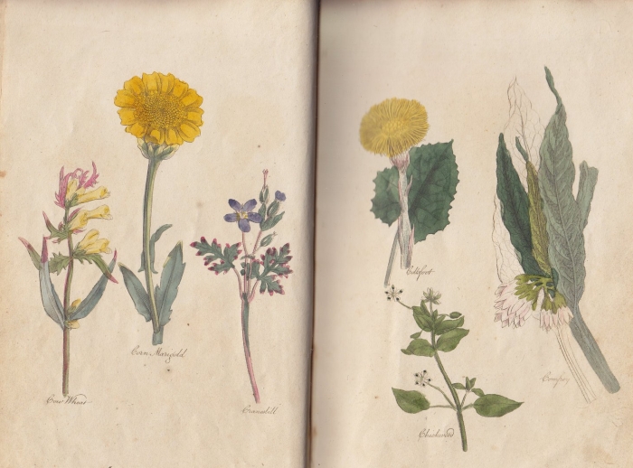 Ботанический атлас моррис