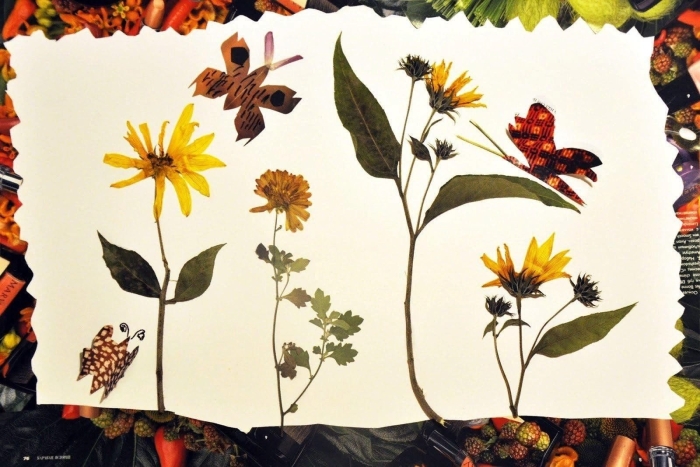 Строфант гербарий