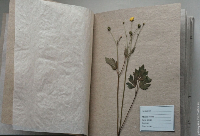 Гербарий на а4
