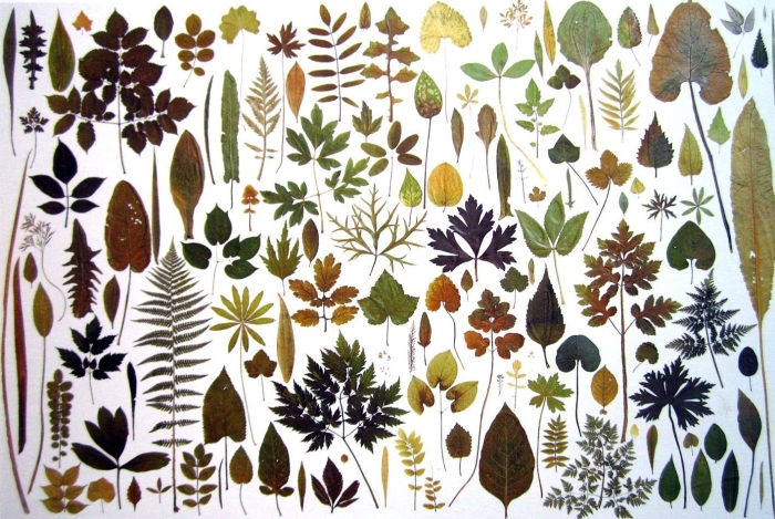 Гербарий засушенные растения осень